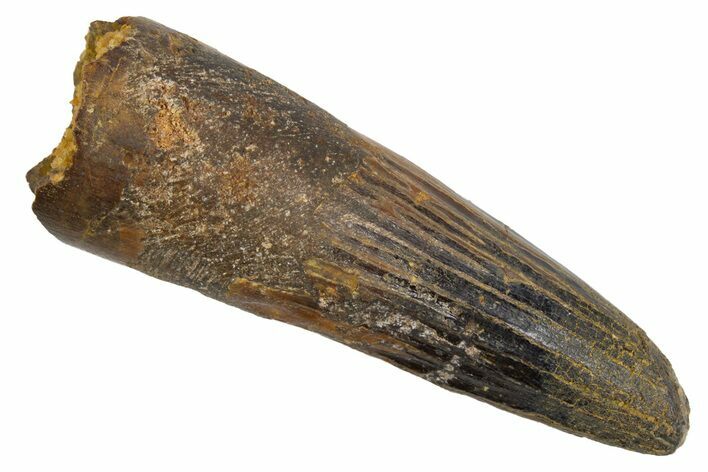 Fossil Spinosaurus Tooth - Real Dinosaur Tooth #305671